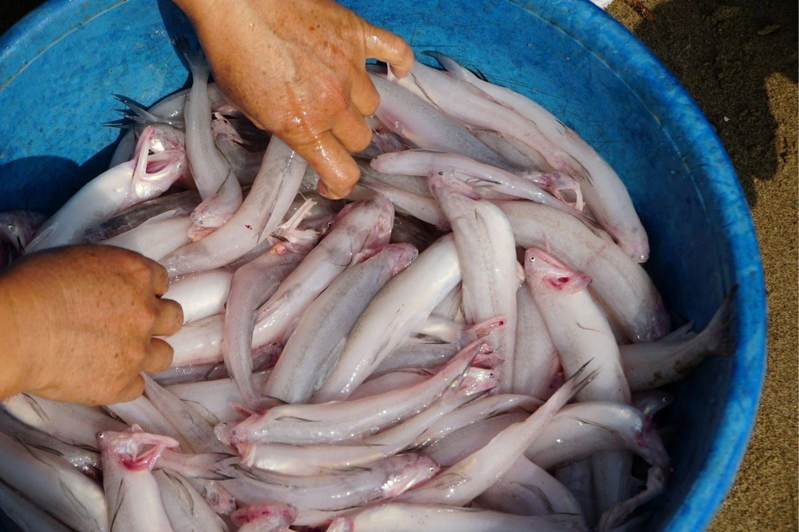 Lựa chọn cá khoai tươi ngon cho món lẩu đậm đà
